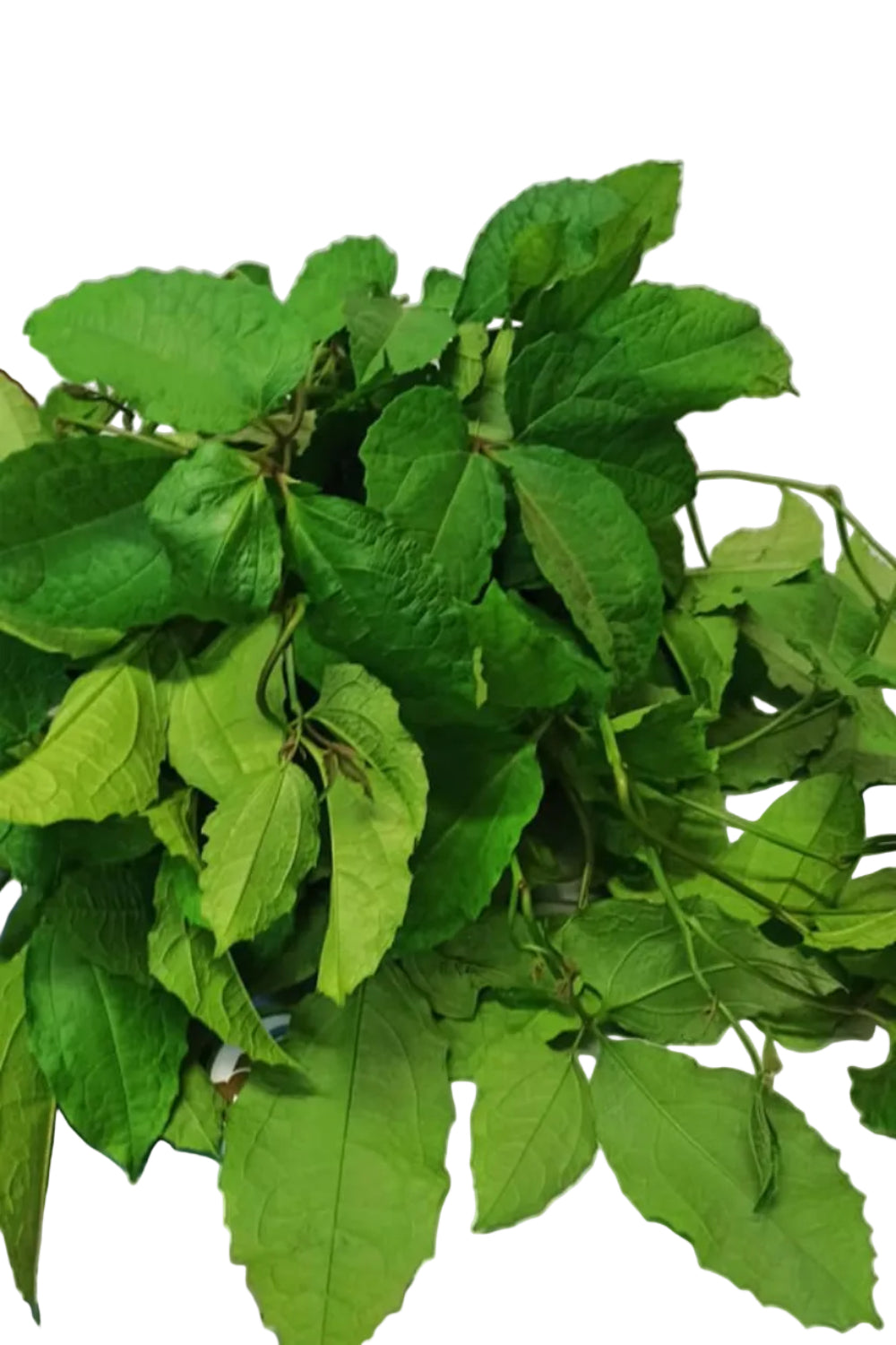 Ugu Leaves