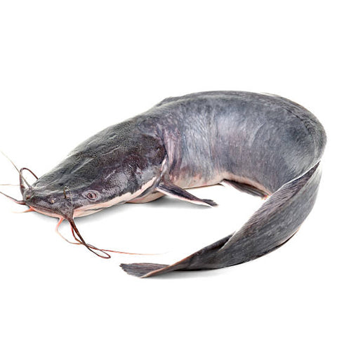 Catfish 5kg