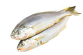 Croaker Fish