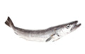 Hake Fish