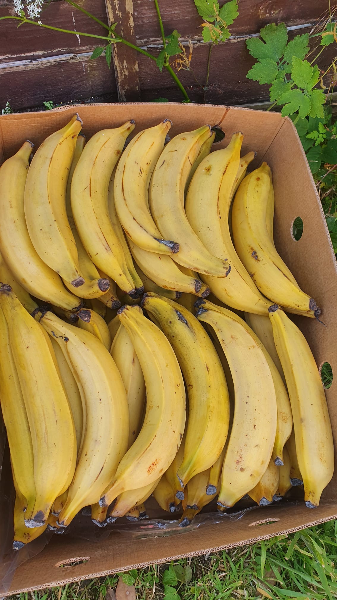 Ripe Plantain