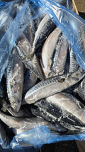 Mackerel Fish 20kg